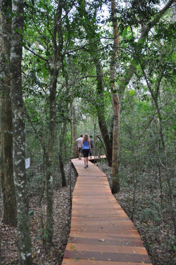 Trilha em passarelas de madeira na mata do P.N do Iguaçu (Foz do Iguaçu - PR)